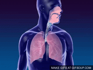 Respiratory System - Systems of the Body