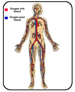 Circulatory System - Systems of the Body